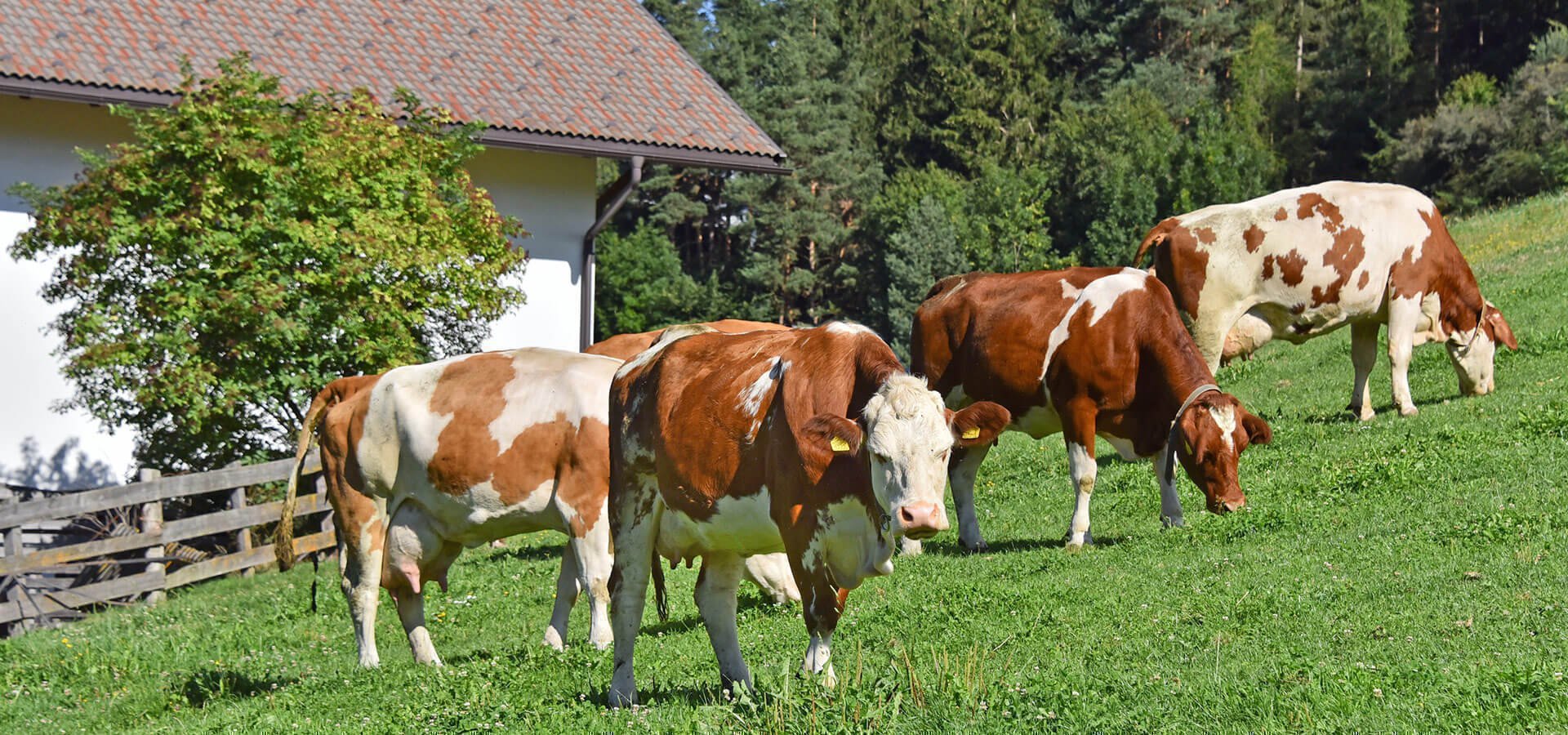 Erlebnissommer im Pustertal - Ferien am Fuchshof in PERCHA