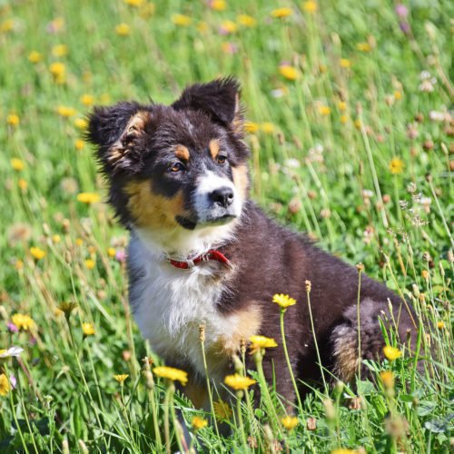 Gli animali del maso Fuchshof presso Brunico