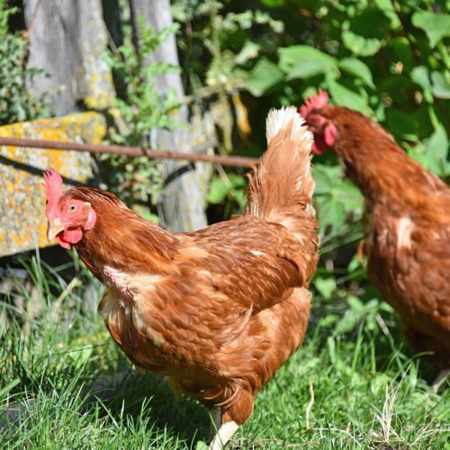 Hoftiere auf dem Fuchshof bei Bruneck