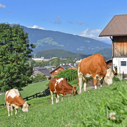 Gli animali del maso Fuchshof presso Brunico