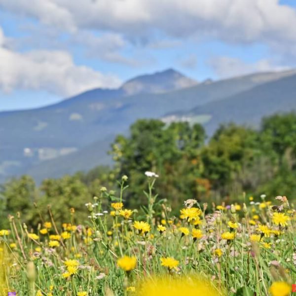 hiking-dolomites-val-pusteria-farm-holidays-fuchshof-06