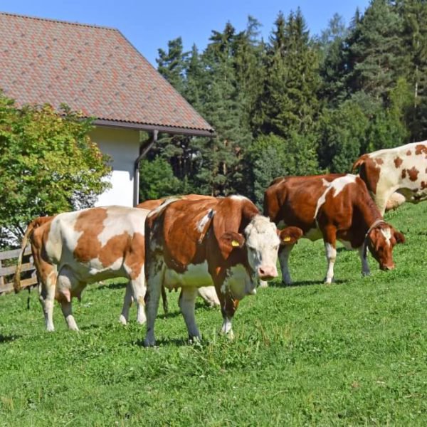 hiking-dolomites-val-pusteria-farm-holidays-fuchshof-22